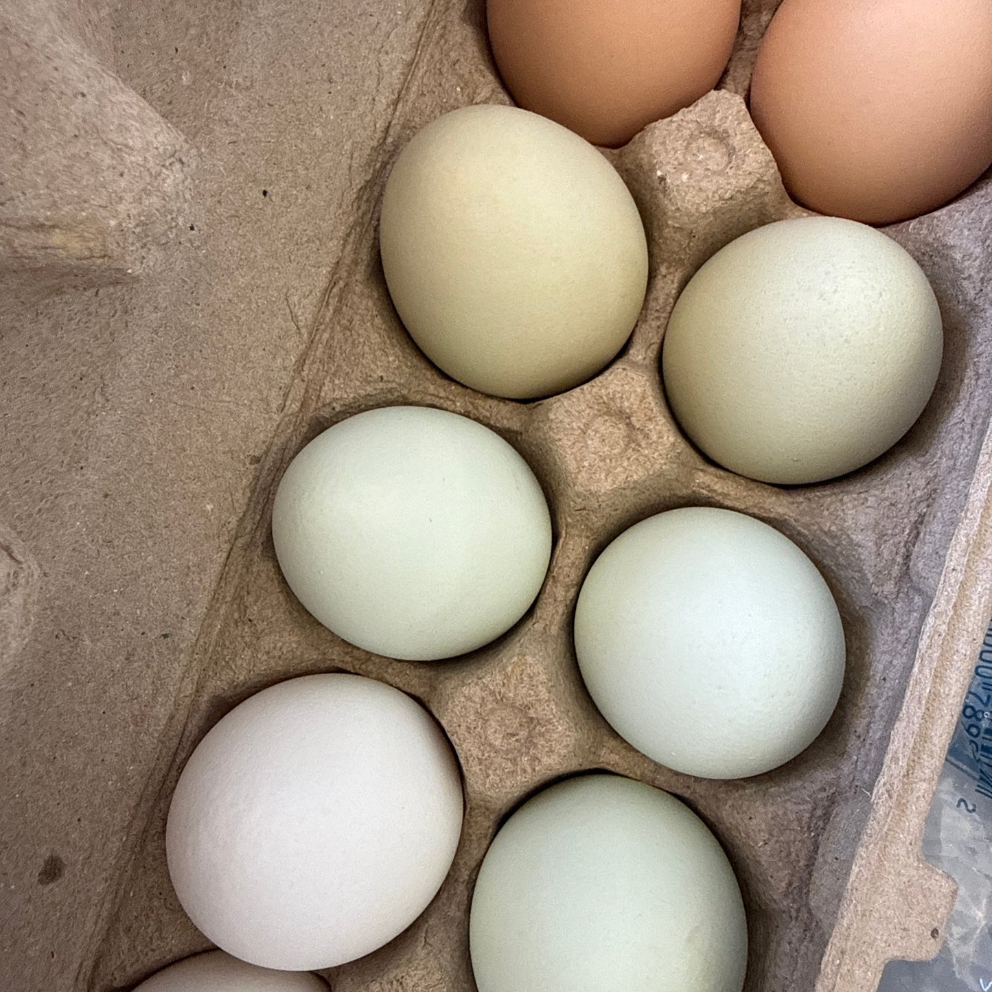 Eggs